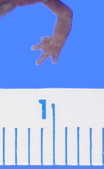Media type: image; Herpetology A-30611